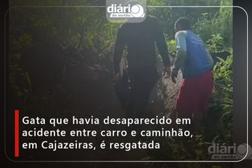 GATA QUE HAVIA DESAPARECIDO EM ACIDENTE ENTRE CARRO E CAMINHÃO É RESGATADA