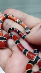 Vigilante de escola de SC é picada por cobra super venenosa, fica desesperada e morde serpente