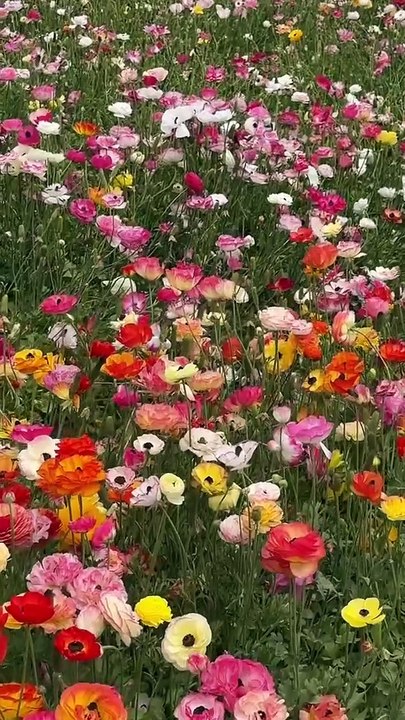 I love flower