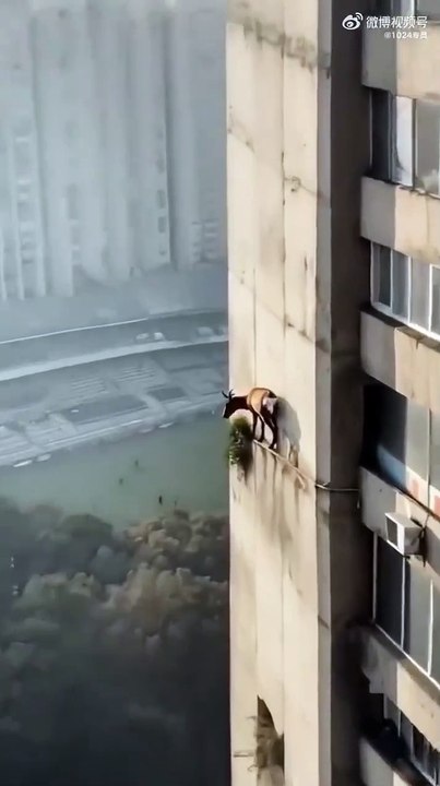 Cette chèvre n'a pas peur du vide... repas en altitude