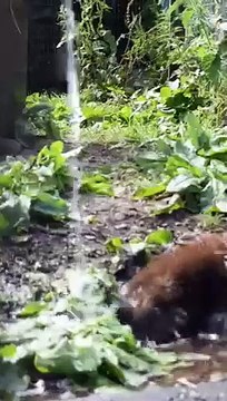 Cette loutre adore prendre sa douche