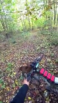 Ce chat adore faire du vélo avec son maitre