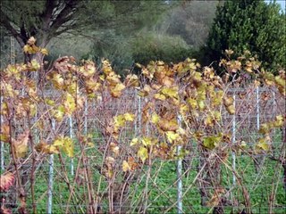 Vignes