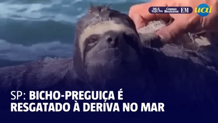 Bicho-preguiça é resgatado à deriva no mar em São Paulo