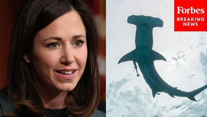 Katie Britt Reintroduces Bipartisan Shark Attack Prevention Bill