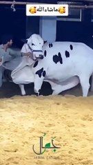 Viral video