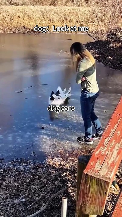 Dog core#foryou #fypシ #foryoupage #funny #funnyvideos #funnytiltok #funnyanimals #funnyvideos #funny
