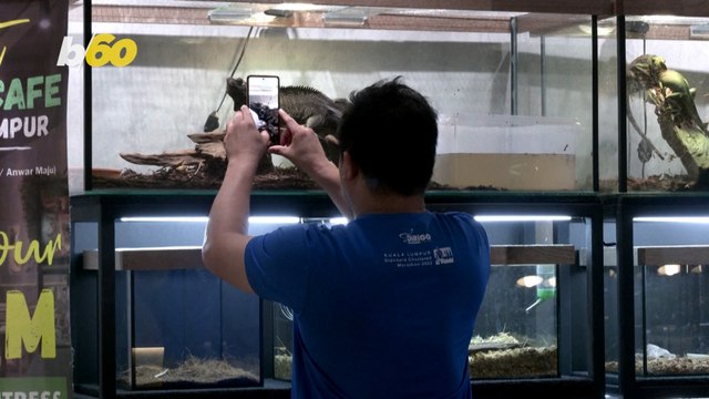Yes, You Heard It Right, There is a Reptile Cafe in Malaysia