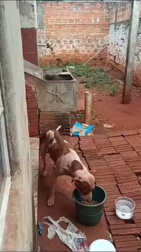 Polícia Civil de Iporã resgata dois cães em situação de maus-tratos e prende um homem