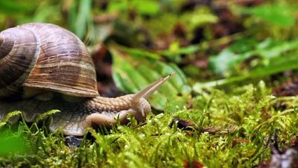 Most coolest Creatures