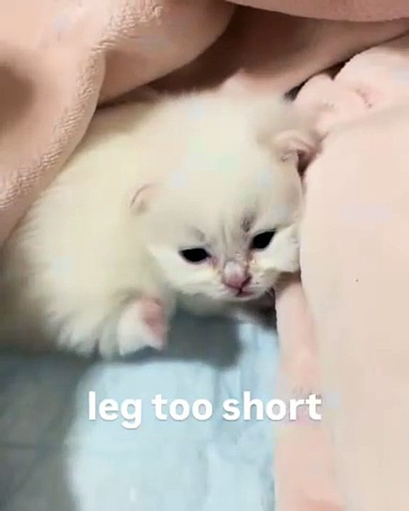 😍 Welcome to the ultimate haven for cat lovers! In this heartwarming video