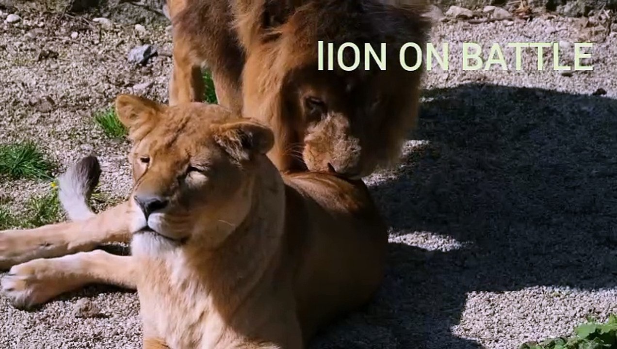 Most brave Creatures