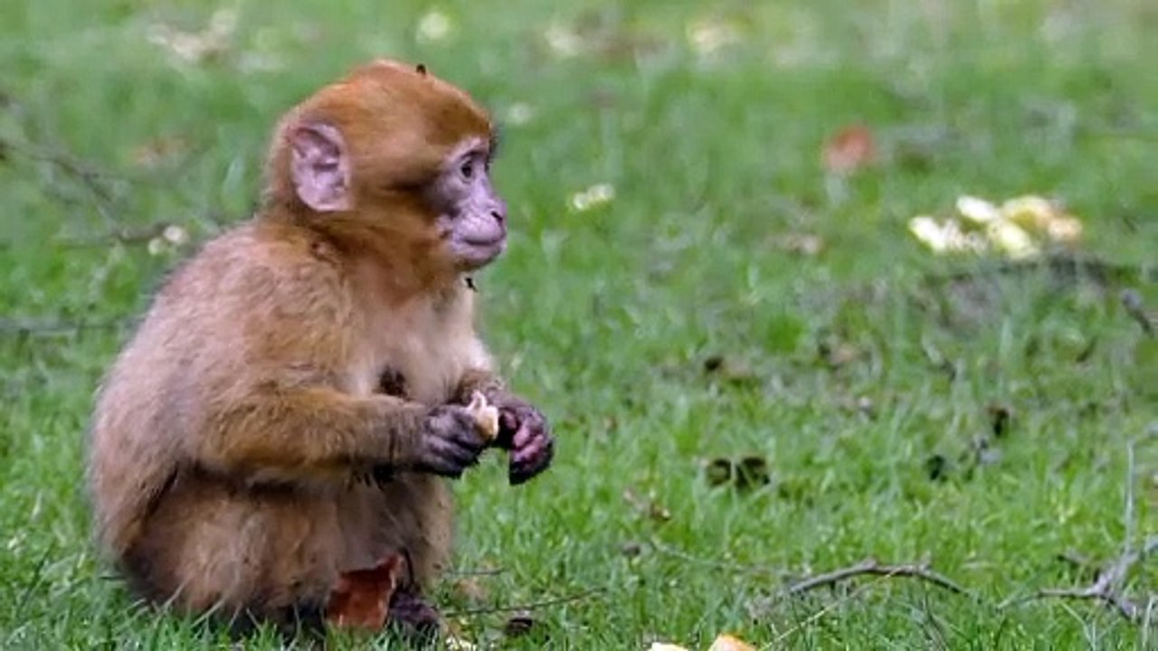 Monkey