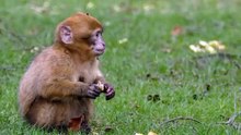 Monkey