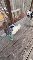 Toddler's Cries After Goat Faints