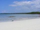 Galapagos Islands: Land iguana, Tortuga Bay