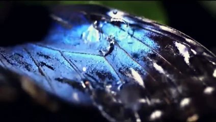 Richard Hammond's Miracles of Nature | show | 2012 | Official Trailer