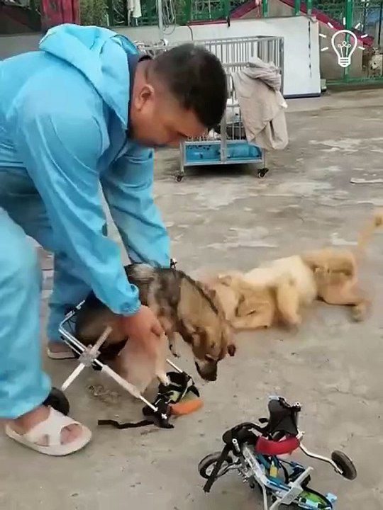 Sólo estaba esperando a que el golden retriever por fin fuer su turno🤣