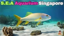 Sea Aquarium Singapore Tour | Resorts World Sentosa | Singapore | Singapore Oceanarium | Saltwater Aquarium | Aquarium | 25