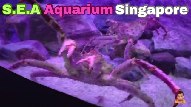 Sea Aquarium Singapore Tour | Resorts World Sentosa | Singapore | Singapore Oceanarium | Saltwater Aquarium | Aquarium | 12