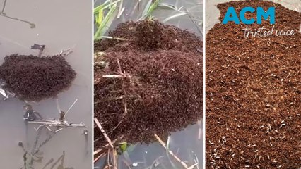 Horror 'fire ant' rafts forming in post-Cyclone flood aftermath