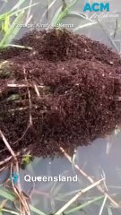 Horror 'fire ant' rafts forming in post-Cyclone flood aftermath
