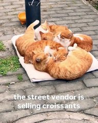 🐾 Dive into the purr-fect world of CatsofInstagram! 🎉✨ In this video, we'