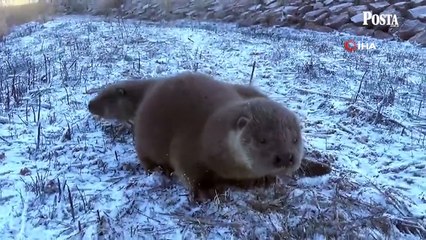 Kırıkkale'de bir vatandaşın yavru su samurlarıyla karşılaşma anı kamerada