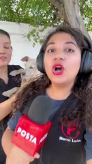 Conoce “La Casa de Janis” hotel y guardería para perritos y gatitos en Monterrey