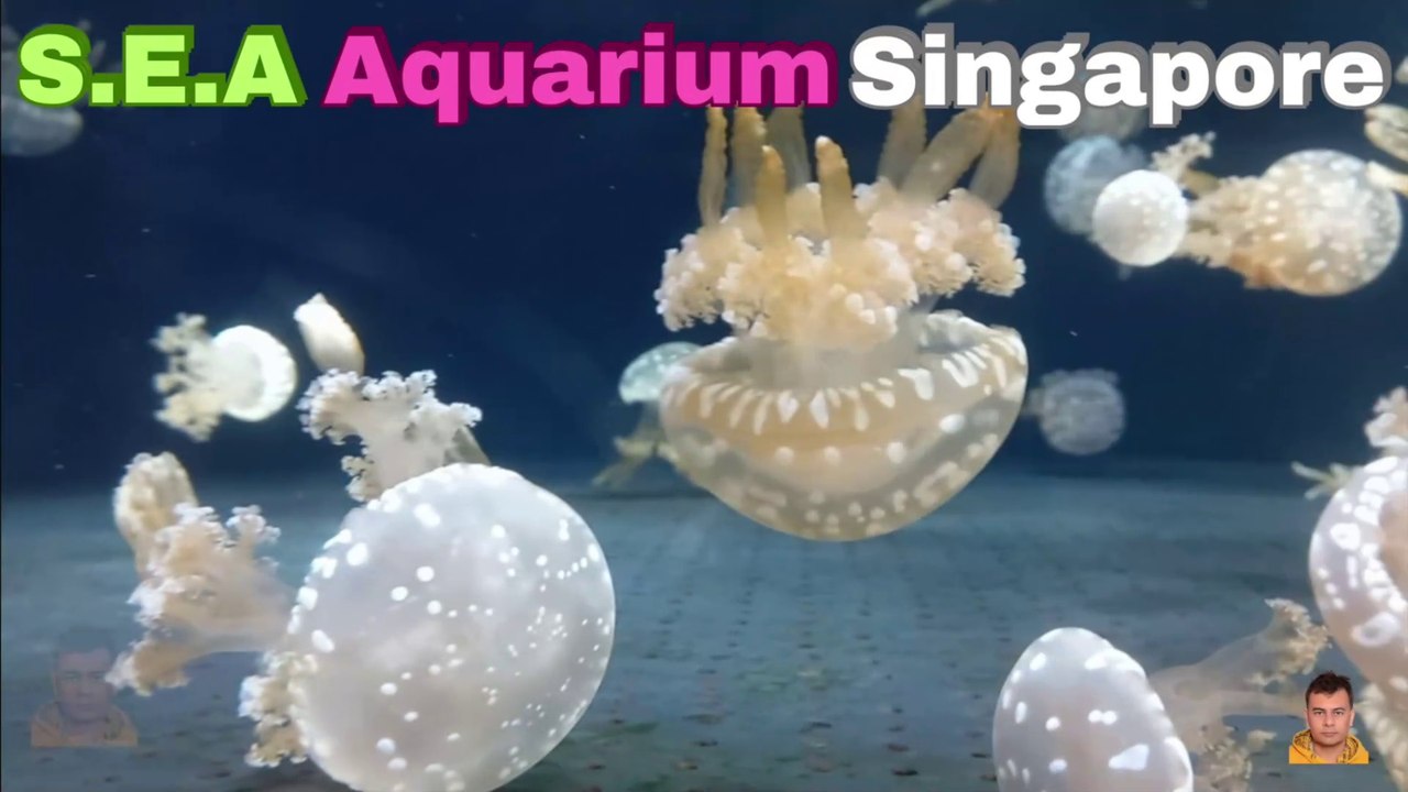 Sea Aquarium Singapore Tour | Resorts World Sentosa | Singapore | Singapore Oceanarium | Saltwater Aquarium | Aquarium | 14