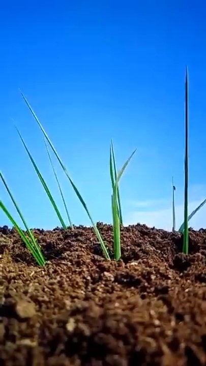 Creative Reverse effect Video #shorts #creative #ideas