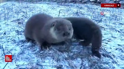 Kırıkkale'de yavru su samurlarını gören vatandaş heyecan yaşadı