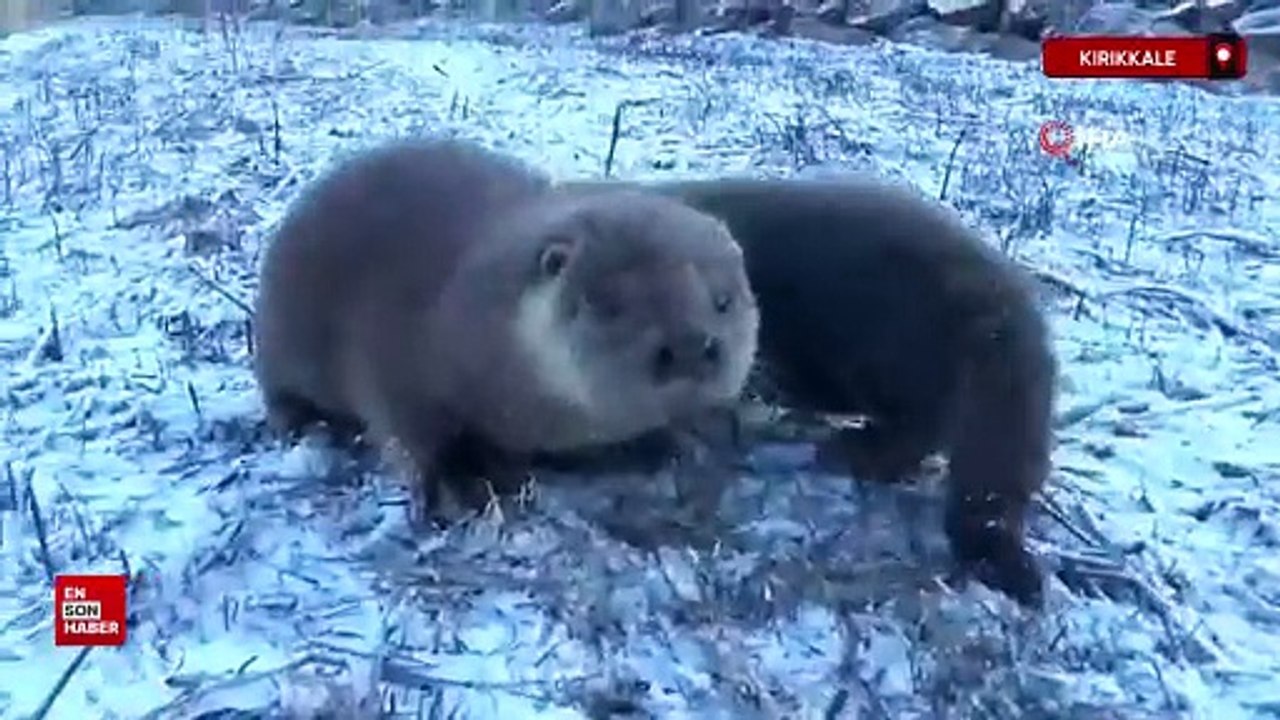 Kırıkkale'de yavru su samurlarını gören vatandaş heyecan yaşadı