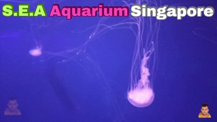 Sea Aquarium Singapore Tour | Resorts World Sentosa | Singapore | Singapore Oceanarium | Saltwater Aquarium | Aquarium | 15