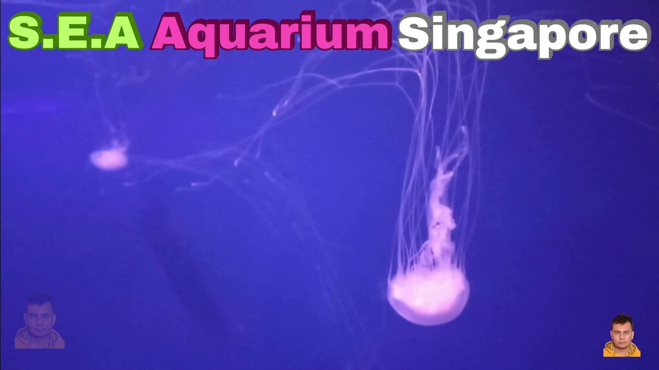 Sea Aquarium Singapore Tour | Resorts World Sentosa | Singapore | Singapore Oceanarium | Saltwater Aquarium | Aquarium | 15