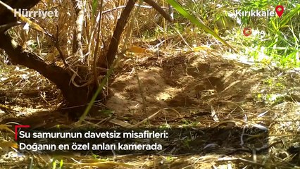 Su samurunun davetsiz misafirleri: Doğanın en özel anları kamerada