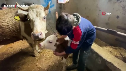Hasta buzağısı 'Korkmasın" diye kamyonetin kasasında sarılarak yalnız bırakmadı