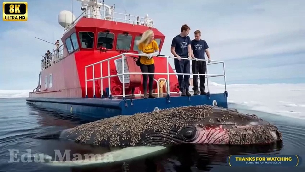 A humpback whale, injured by barnacles, was successfully rescued by a rescue team.