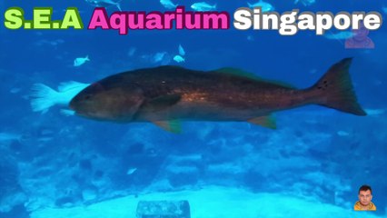 Sea Aquarium Singapore Tour | Resorts World Sentosa | Singapore | Singapore Oceanarium | Saltwater Aquarium | Aquarium | 19