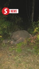Elderly man injured, car hits baby elephant in Mersing