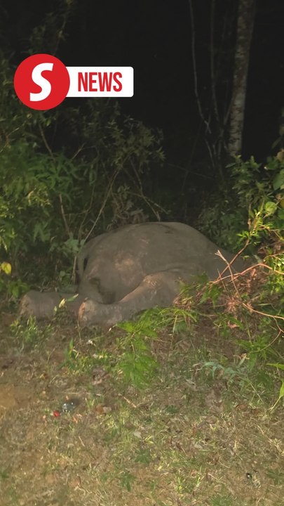 Elderly man injured, car hits baby elephant in Mersing
