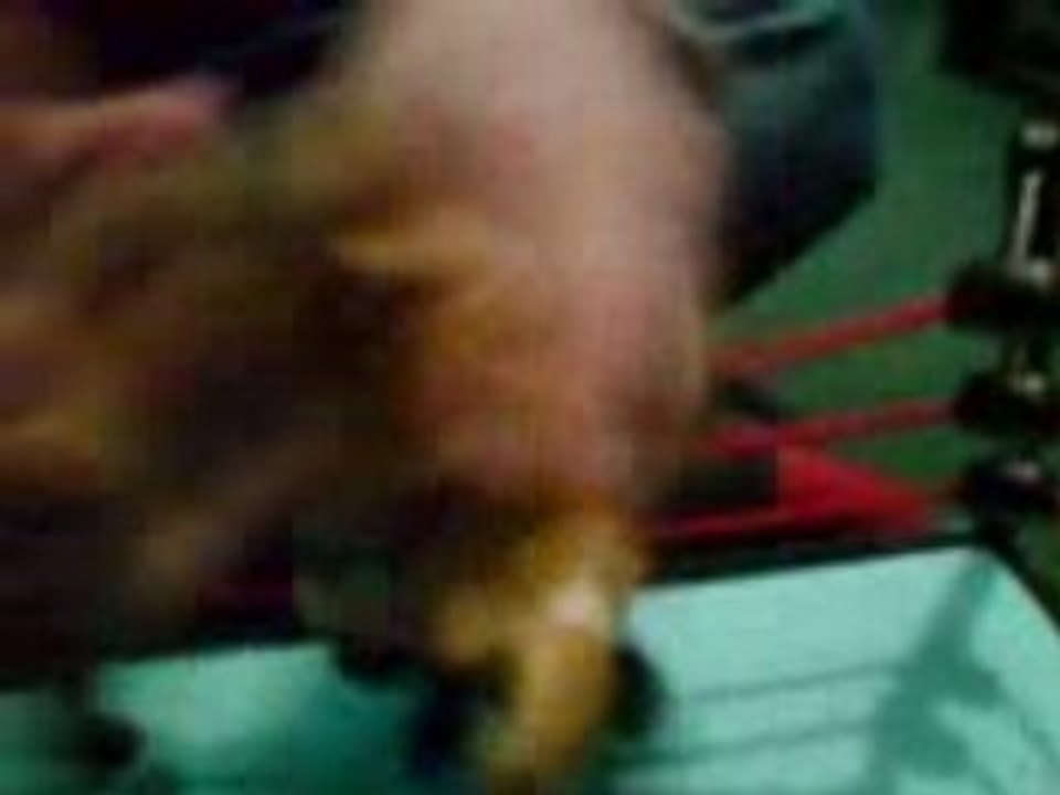 survivor series part 12