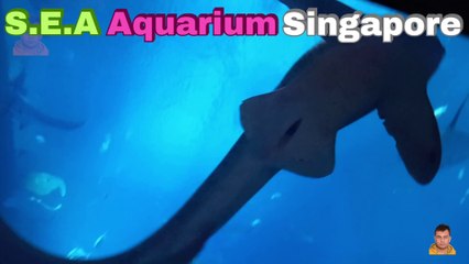 Sea Aquarium Singapore Tour | Resorts World Sentosa | Singapore | Singapore Oceanarium | Saltwater Aquarium | Aquarium | 21
