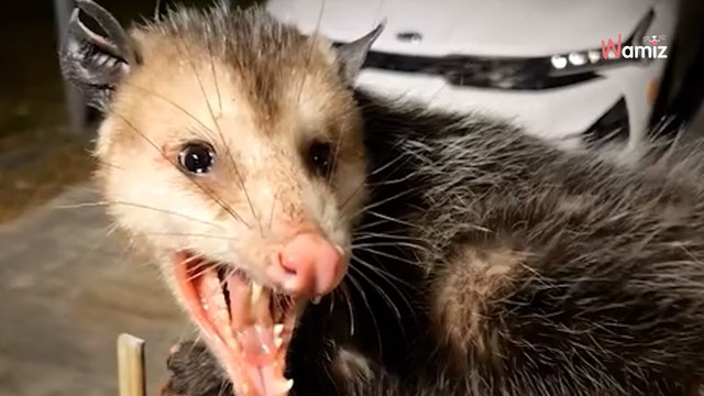 Złodziej próbuje otworzyć bramę o 2 w nocy: 42 miliony osób ostrzega właścicielkę posesji