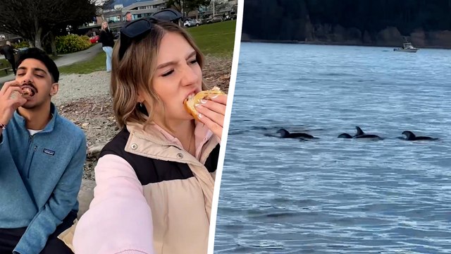Couple’s quiet picnic takes a turn as pod of dolphins swims just meters from shore