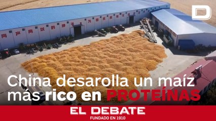 China impulsa el cultivo de un maíz con mayor contenido proteico para reducir su necesidad de soja