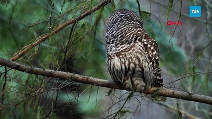 ABD'de öldürülmesi planlanan 450 bin baykuş için Trump'a çağrı