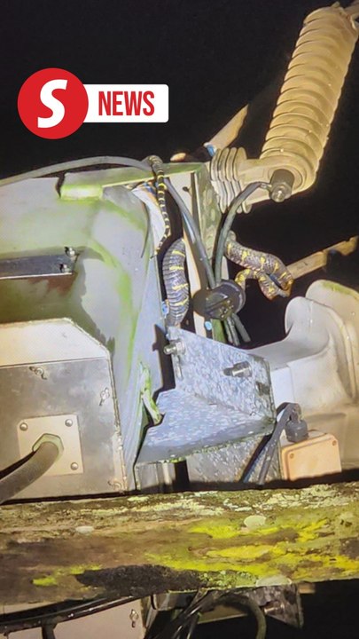 Snake causes blackout in two areas in Kuching