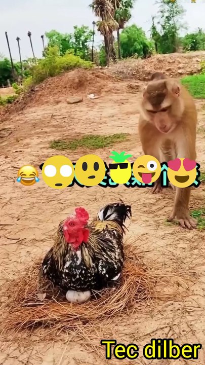 Monkeys also like to sit on eggs