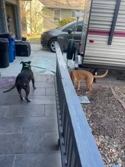 Golden Ridgeback Pup Grabs Leash and Takes American Staffy for Walk